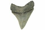 Serrated, Fossil Megalodon Tooth - North Carolina #295119-1